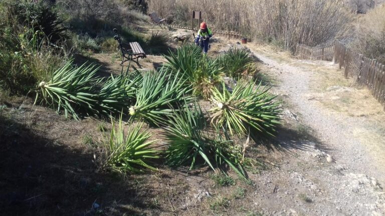 Retirades una vintena de iuques en la ruta coneguda com a Camí de l’Aigua a Vila-real