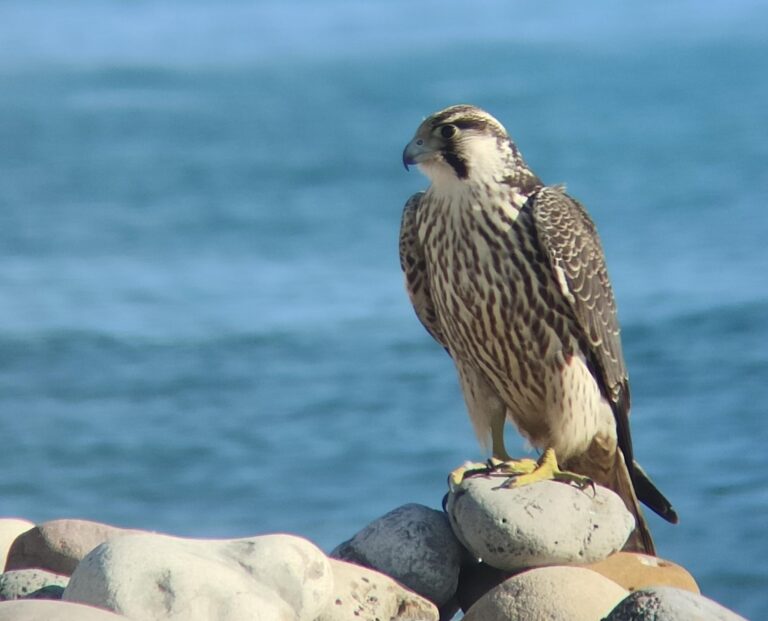El Consorci del Millars localitza un falcó pelegrí nòrdic en la Gola sud de la desembocadura