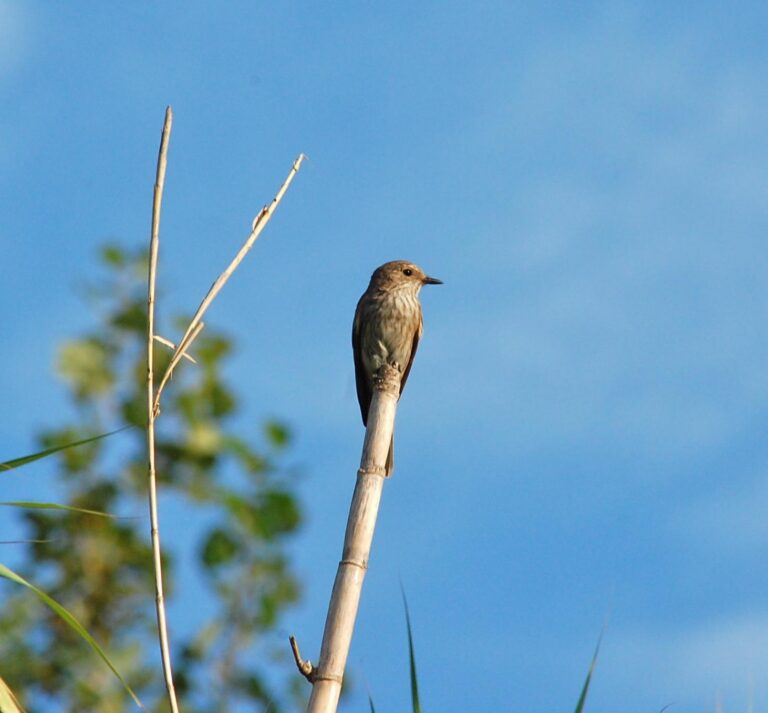 Milers d'aus en migració trien la desembocadura del Millars per a descansar durant la darrera tardor