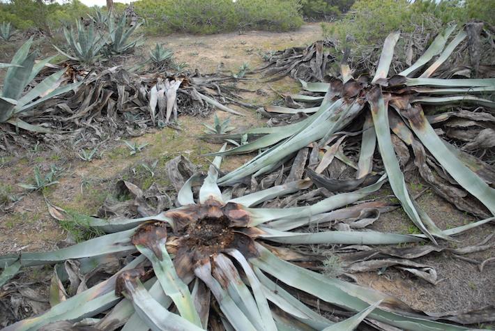 El temut morrut negre o ‘picudo' devora les atzavares de la desembocadura del Millars i passa de vilà a heroi