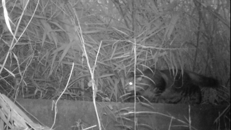 La presència de gats salvatges confirma la Desembocadura del Millars com a un excel·lent "corredor biològic"