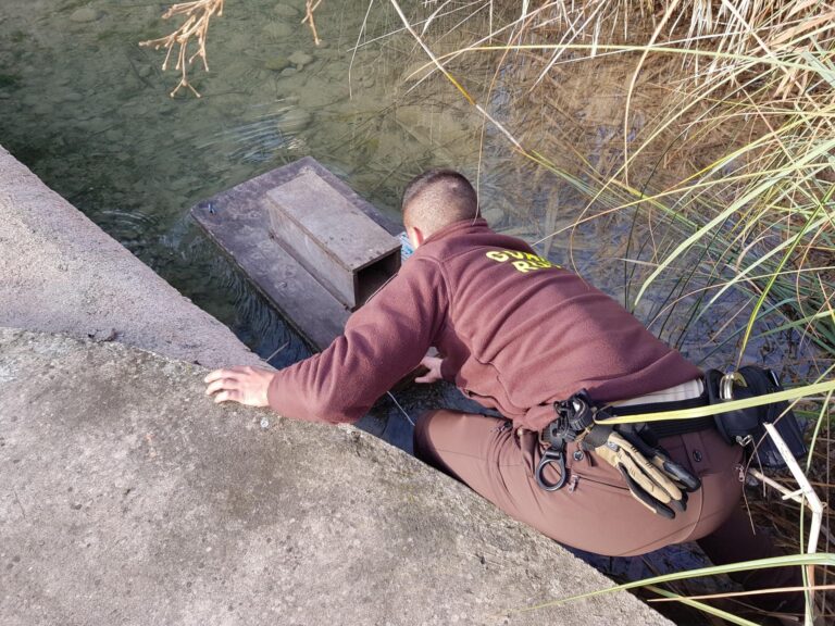 Els guardes del riu Millars localitzen un segon visó americà cinc anys després