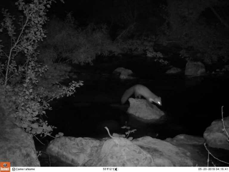 Noves llúdries captades demostren la seua presència entre el pont de l'autovia CV-10 i l'assut dels Matxos