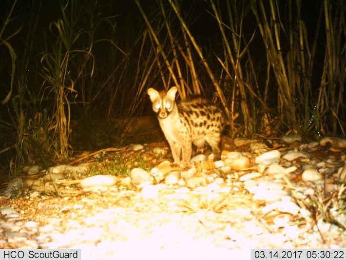 EDC Natura-Fundació Omacha prepara una guia sobre la fauna del Paisatge protegit de la desembocadura del Millars