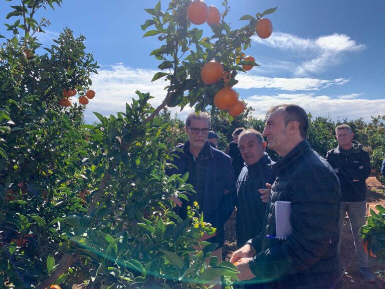 Jornada sobre noves varietats de cítrics