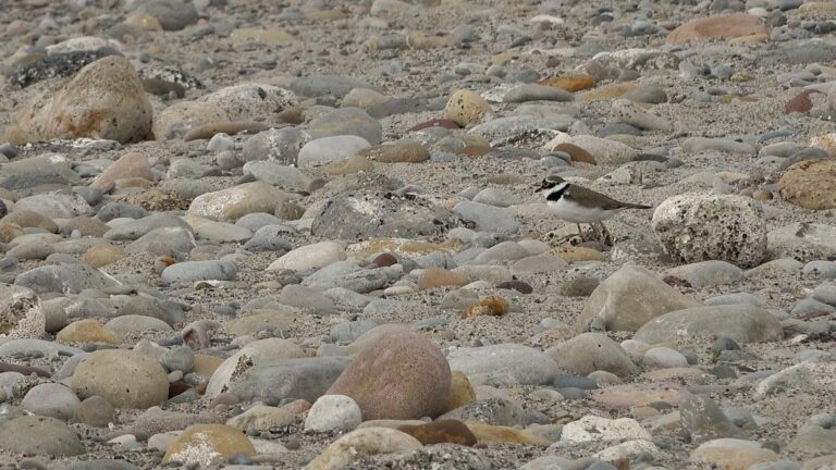 Una campanya de vídeo consciencia sobre la presència del corriol menut a la Desembocadura del Millars