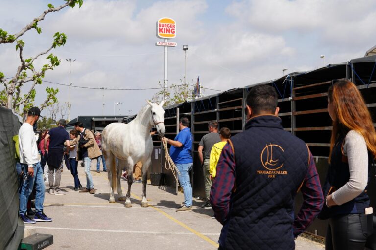 Vila-real es prepara per a rebre el II Concurs de Cavalls de Pura Raça Espanyola