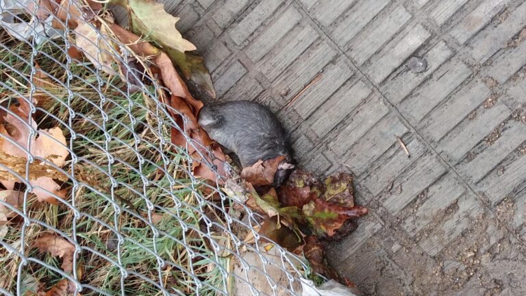 Compromís denuncia la insalubritat d’un solar situat entre els carrers del Ducat d’Atenes i de Jaume Roig