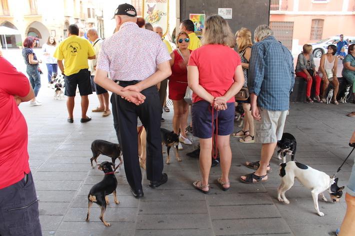Els Seat 600 i els gossos raters han pres la plaça Major aquest matí 