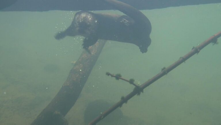 Confirmada la presència de llúdries al tram baix del Millars que seran un fre contra l'expansió dels visons americans