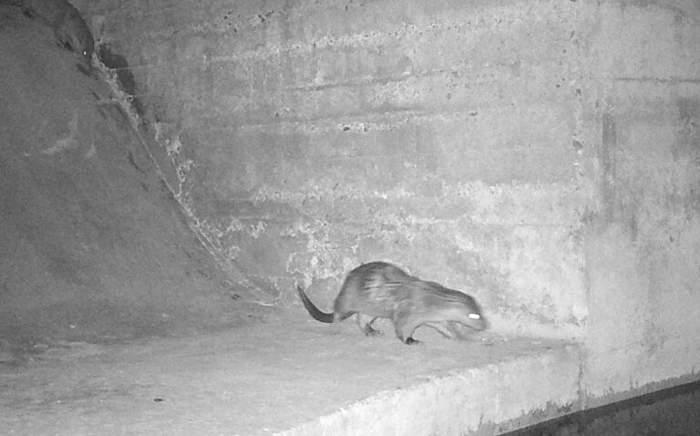 Demostrada la presència de dues llúdries a l’espai fluvial de la Desembocadura del Millars per primera vegada