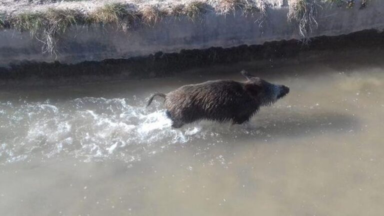 El Consorci Riu Millars unifica esforços per combatir la sobrepoblació de senglars amb ajudes autonòmiques