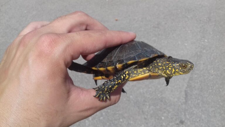 El Consorci riu Millars finalitza amb èxit la campanya de control de tortuges d'aigua dolça