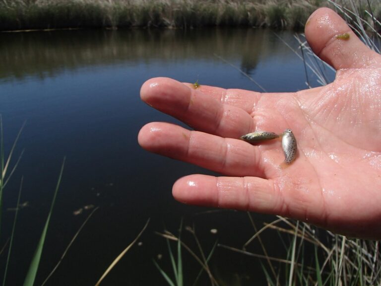 Es comprova que els 200 fartets alliberats en febrer a la Desembocadura del Millars ajuden a combatre mosquits