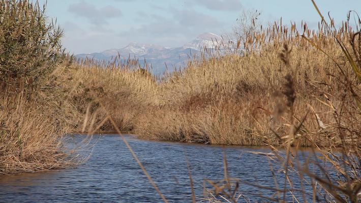 El segon capítol de la sèrie del Paisatge Protegit de la Desembocadura analitza els 14 km d'espai fluvial preservat