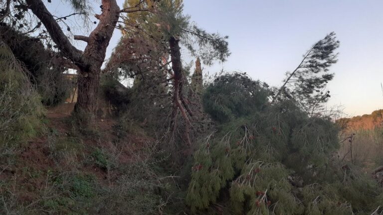Dos arbres de grans dimensions caiguts pel vent al Paisatge Protegit de la Desembocadura del Millars 