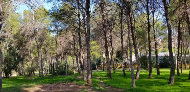 Vila-real aconsegueix una nova subvenció de 118.000 euros perquè aturats agrícoles condicionen el Termet