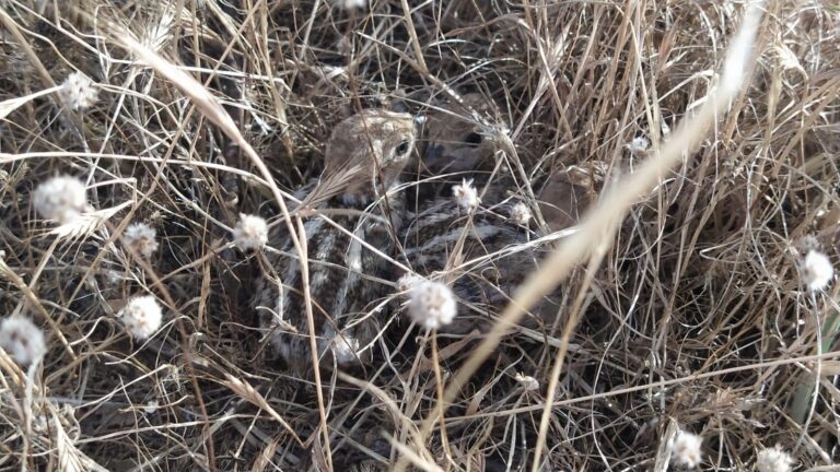 Cinc parelles de camallongues niuen a les llacunes de la Desembocadura del Millars