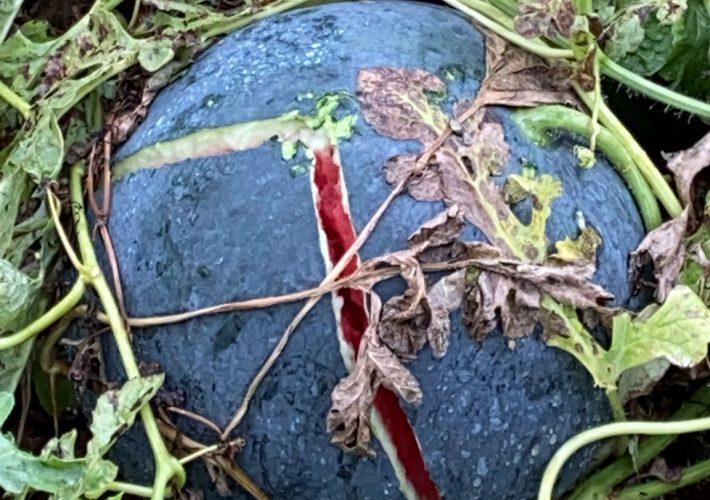 La Junta de Govern Local de Vila-real aprova demanar ‘zona catastròfica’ a l’Executiu