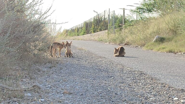 El Consorci gestor del riu Millars recorda la problemàtica d’alimentar a la fauna salvatge