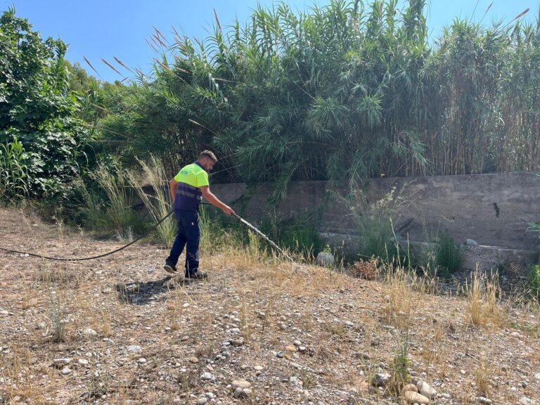 El Consorci gestor del Paisatge Protegit de la Desembocadura del riu Millars reforça el reg de 150 plançons per a garantir la supervivència