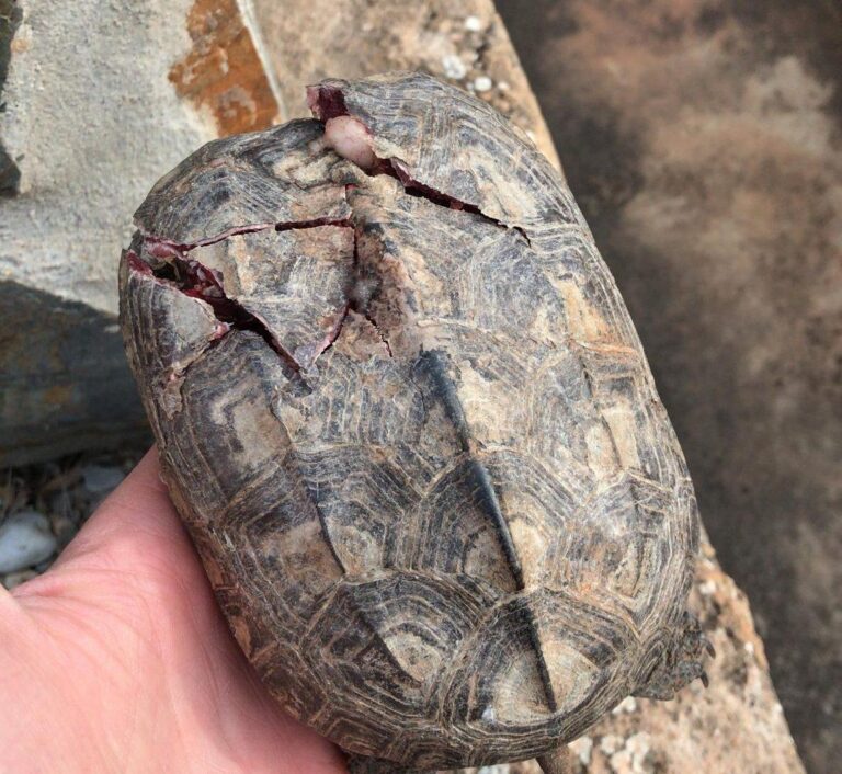 El Consorci de la Desembocadura del riu Millars recupera una tortuga de rierol atropellada per un automòbil