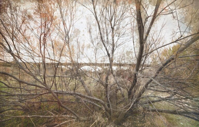 Vila-real rep les VIII Jornades del Paisatge Protegit de la Desembocadura del Millars