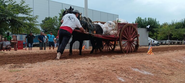 Tradició i força es donen cita a Vila-real en una nova edició del concurs de tir i arrossegament
