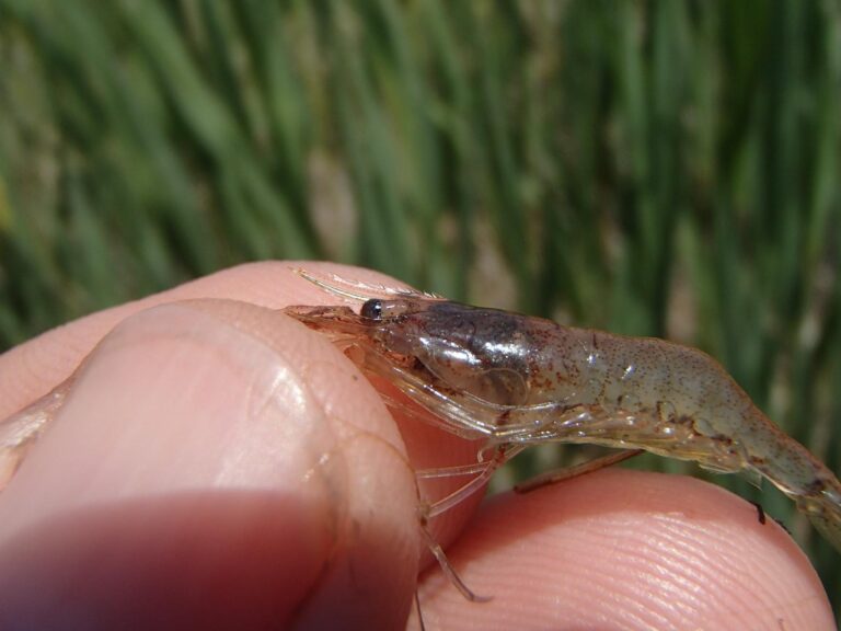 Desapareixen els 200 fartets aliberats de la gola Fonda de la Desembocadura del Millars en febrer de 2018