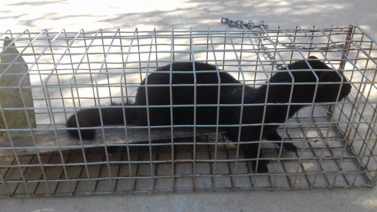 El Consorci del Paisatge Protegit de la Desembocadura del riu Millars captura el primer visó americà