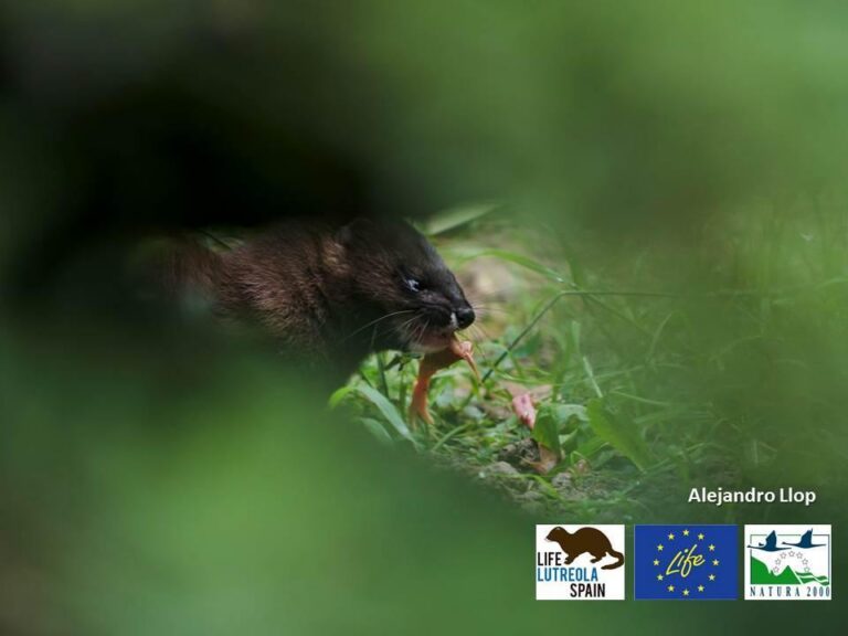 Es reprén a la Desembocadura del Millars el control de visons americans