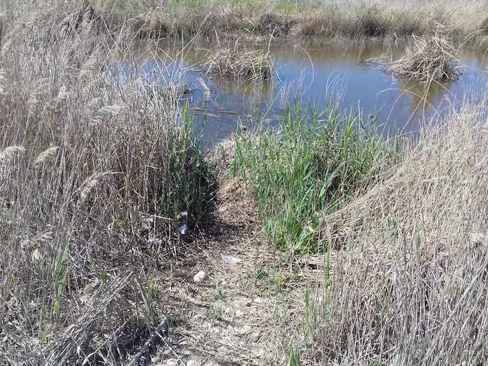 SEPRONA i la Guarderia del Millars denuncien a 12 pescadors per destruir vegetació i molestar a la fauna
