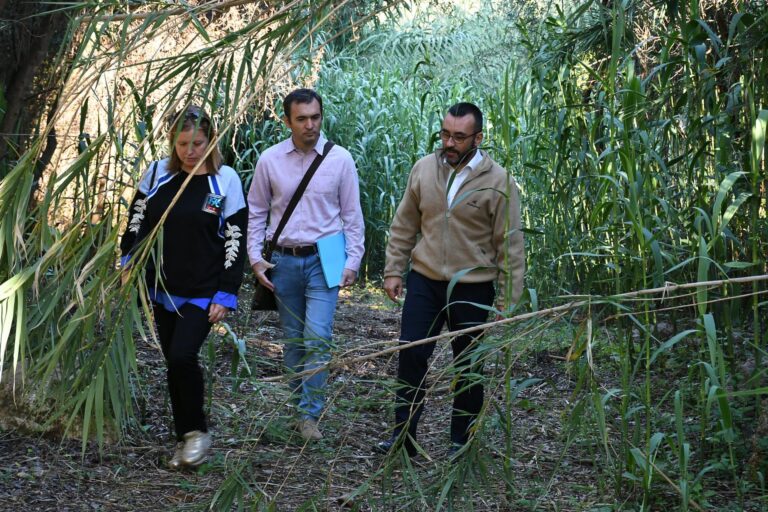 Vila-real neteja les canyes del Molí Paquero per a protegir la biodiversitat i crear tallafocs en l'àrea de l'AP-7