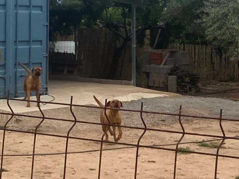 Cs urgeix l’ordenança específica d’animals davant els últims atacs de presumptes gossos perillosos a Vila-real