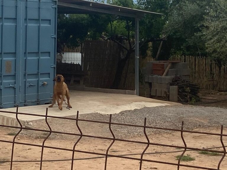 El veí de Vila-real atacat per dos gossos perillosos en Vora Riu: “Vaig pensar que anaven a desfer-me”