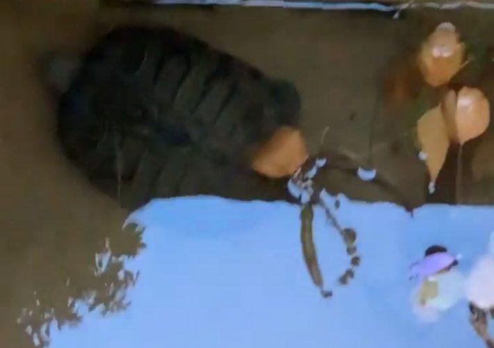 Sorpresa a Vila-real per l’aparició espontània d’una tortuga de dimensions considerables en la Séquia Major