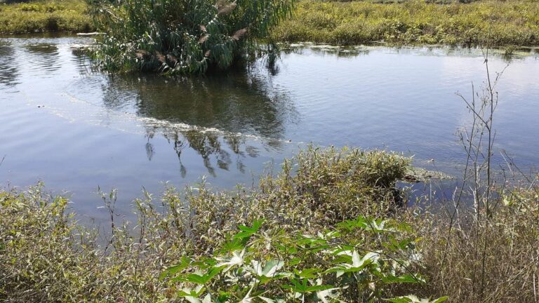 Furtius instal·len una xarxa il·legal de grans dimensions a la gola sud de la Desembocadura del Millars