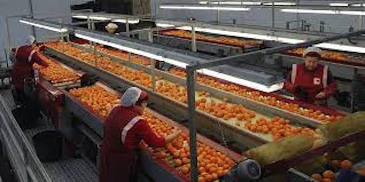 Vila-real demanarà test per a les escoles i per als agricultors i posarà el focus en l'okupació