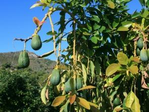 La Comunitat de Regants impulsa una finca experimental d’alvocaters