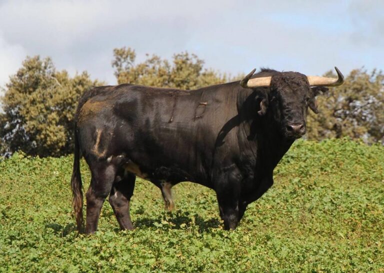 La Junta de Festes es veu obligada a canviar els bous del encierro del primer dissabte de festes
