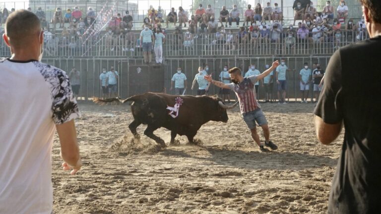 Vila-real viu la seua penúltima jornada de bous amb una exhibició taurina i vaques enfundades a la nit