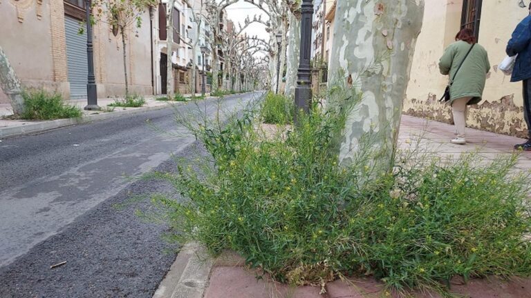 El PP denuncia l’abandó dels parcs a «pesar del contracte milionari de manteniment»