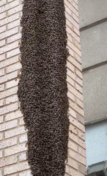 La Policia Local demana no molestar els eixams d’abelles i avisar al 112