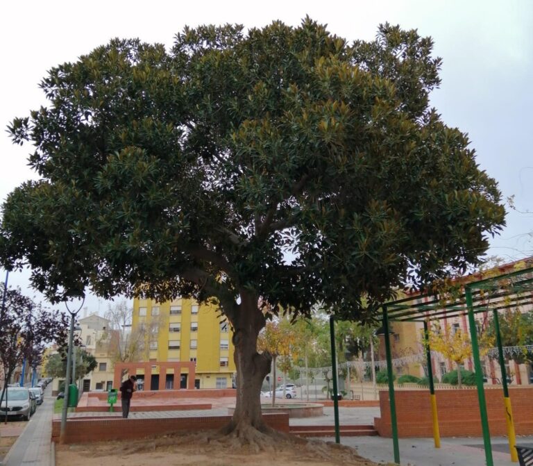 Cs urgeix actuar en el parc triangular del barri de Sant Ferran i també en el ficus 