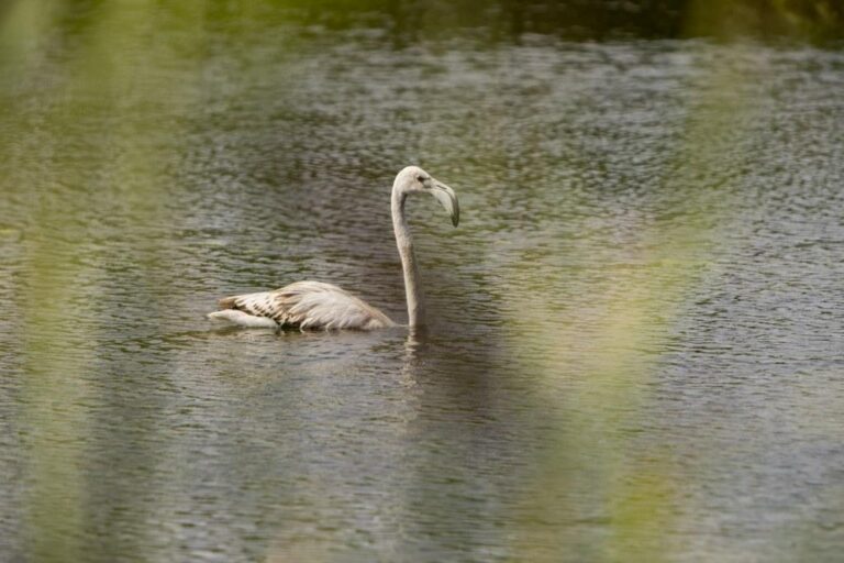 Un flamenc solitari mora i s’alimenta des del 6 de setembre en les llacunes de la Desembocadura del Millars