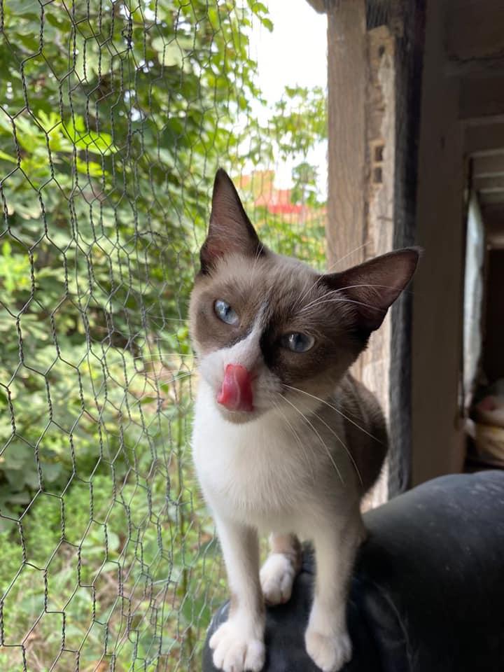 El consistori col·labora en ‘Gats de Barri’ en el nou refugi felí