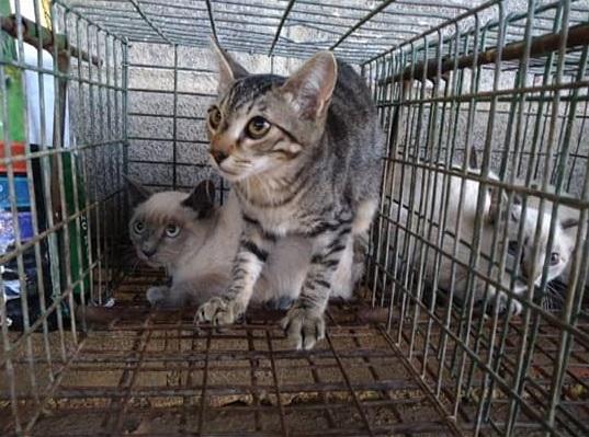 Veïns de Vila-real denuncien l’enviament massiu dels gats a la gossera