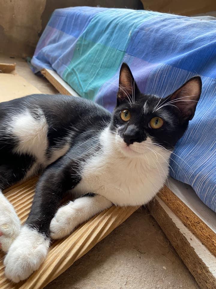 Vila-real activa el primer Pla de control de colònies felines per a garantir la salubritat pública