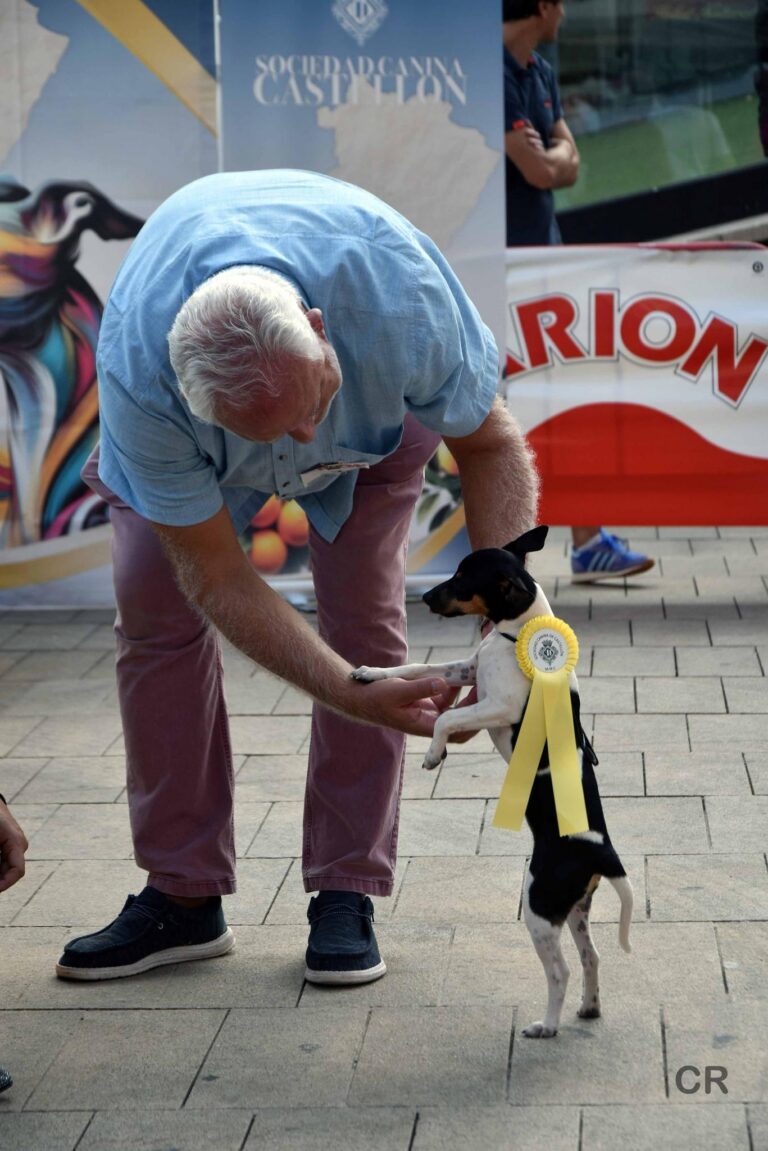 Éxit del concurs organitzat per la societat canina de Castelló: celebració del gos Rater Valencià