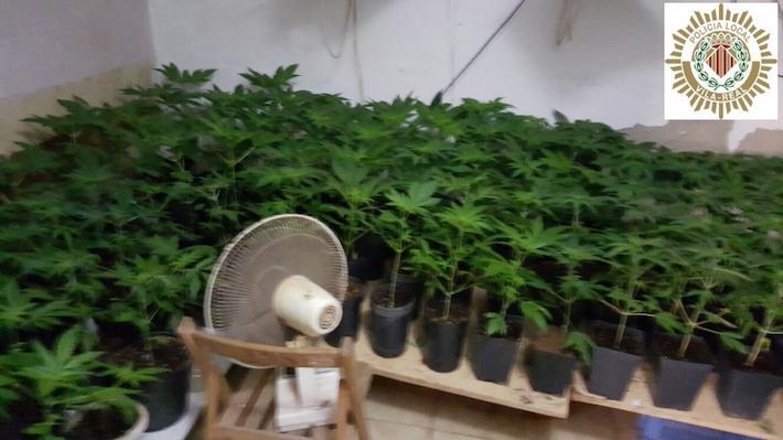 La Policia Local detén un home i una dona, veïns de Vila-real, per possessió de 231 plantes de marihuana